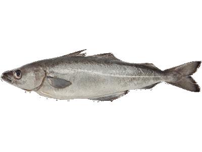 ГК Атлант Групп, поставщик рыбы и морепродуктов